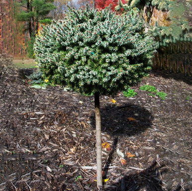 Smrk pichlavý Montgomery na kmínku 80 cm, velikost korunky 20 cm, v květináči Picea pungens Montgomery